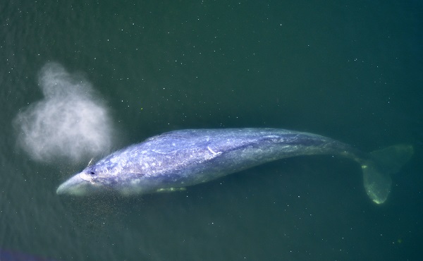 Whale From Above