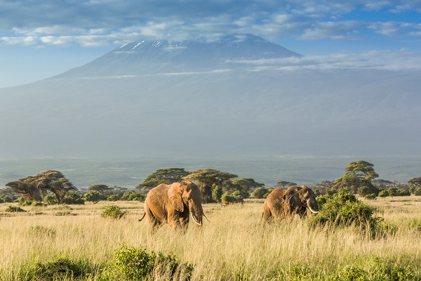African Savannah