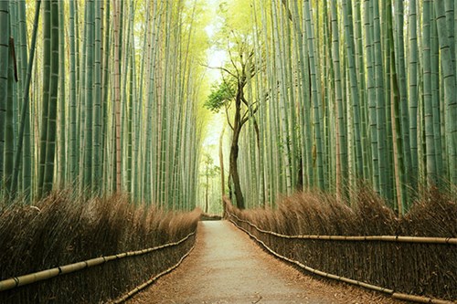 Arashiyama