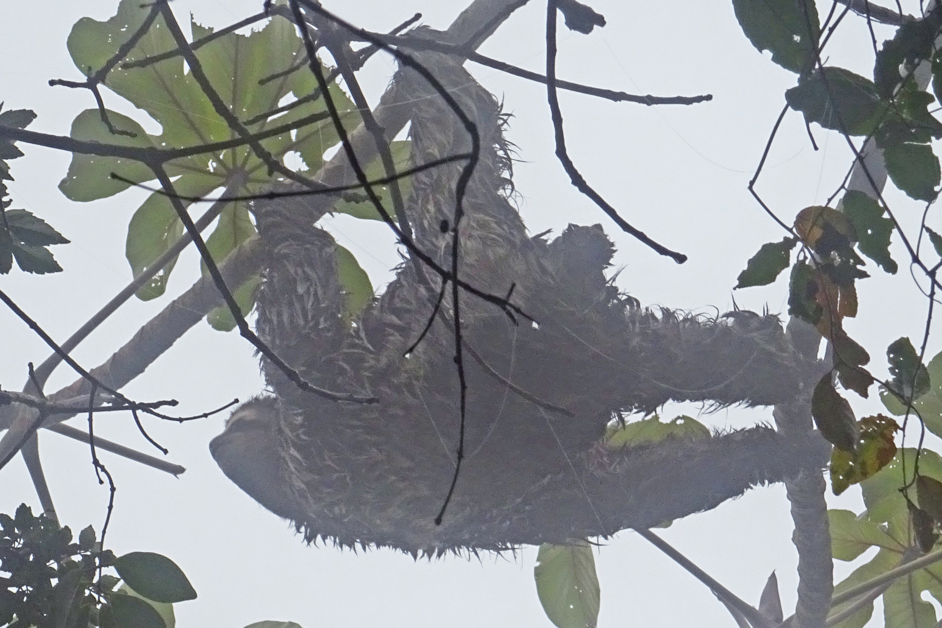 Tijuca Rainforest Sloth