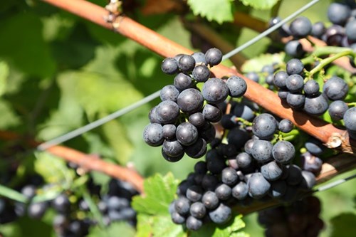 Red Grapes