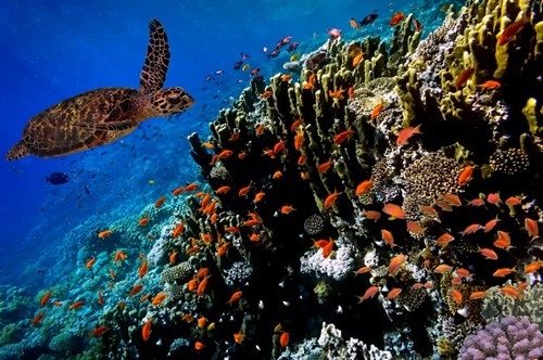 Diving Bonaire