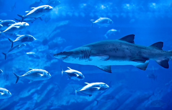 Aquarium