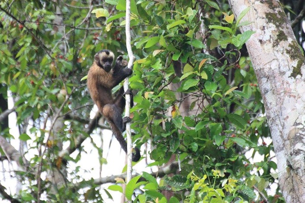 Amazon Monkey