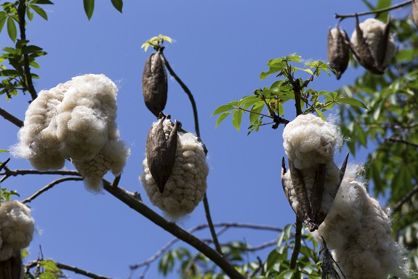 Kapok Tree