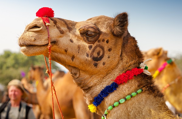 Camel In Fancy Dress