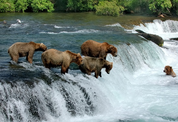 Alaska Bears