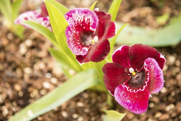 Orchid