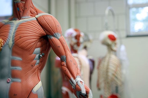 Plastinarium