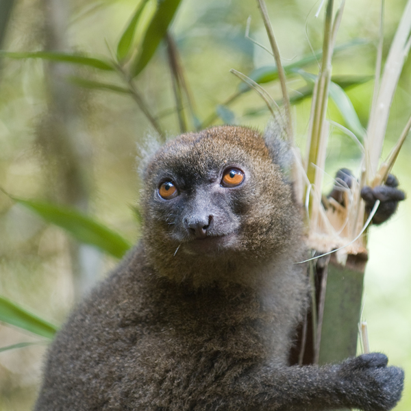 Greater Bamboo Lemur