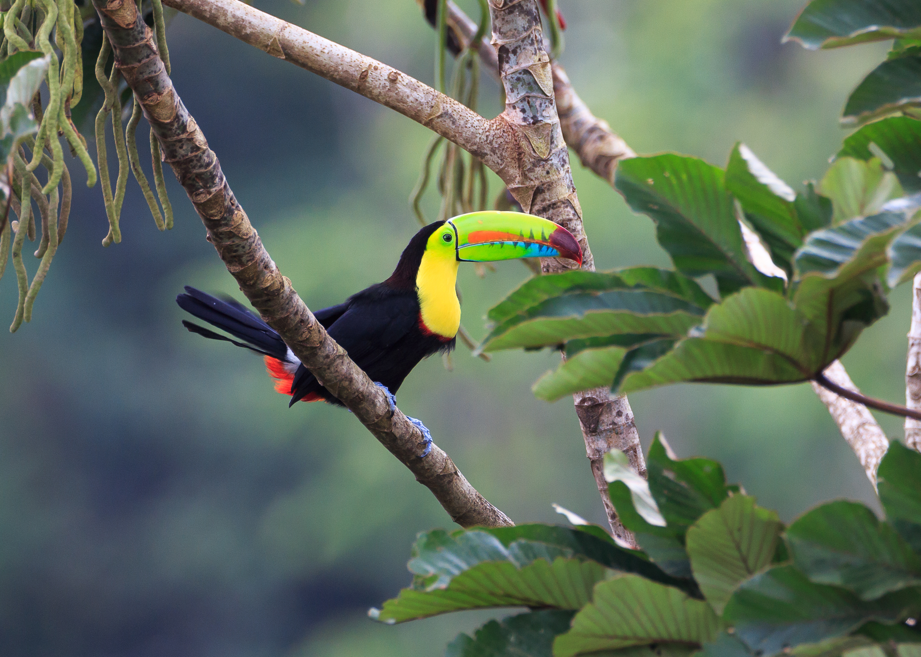 Costa Rica