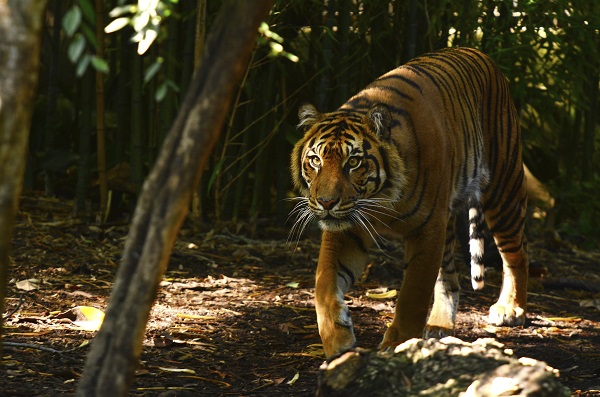 Sumatran Tiger