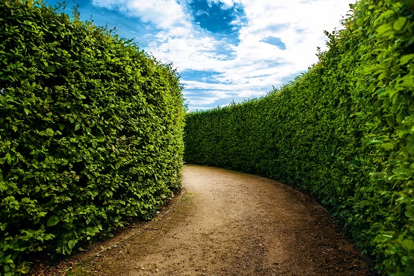 Maze