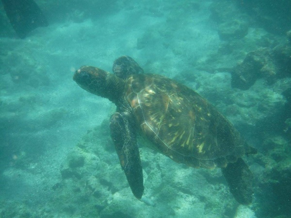 Turtle
