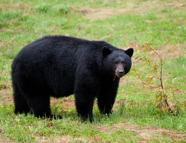 Black Bear