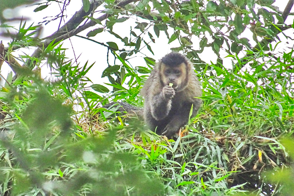 Tijuca Rainforest Monkey