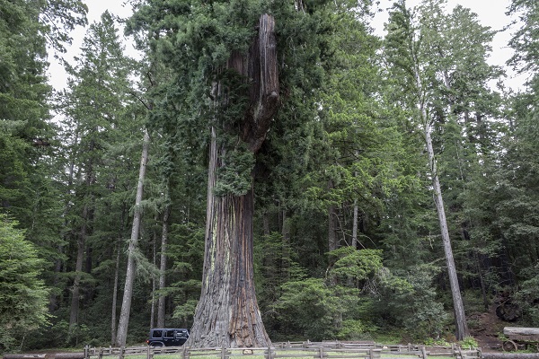 Chandelier Drive Through Tree