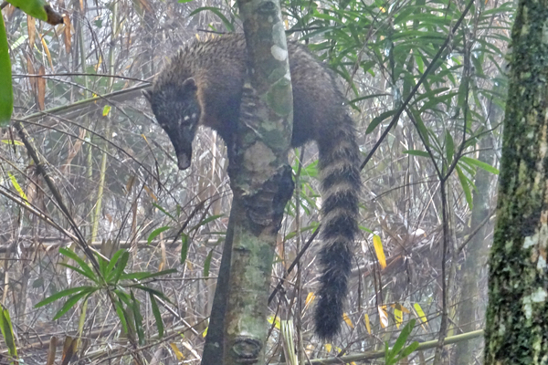 Tijuca Rainforest Coati
