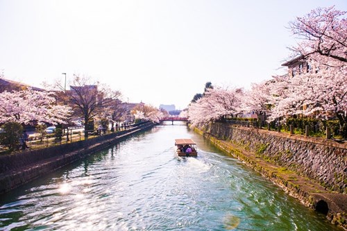 Cherry Blossom Boat Ride