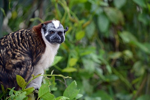 Geoffroys Tamarin