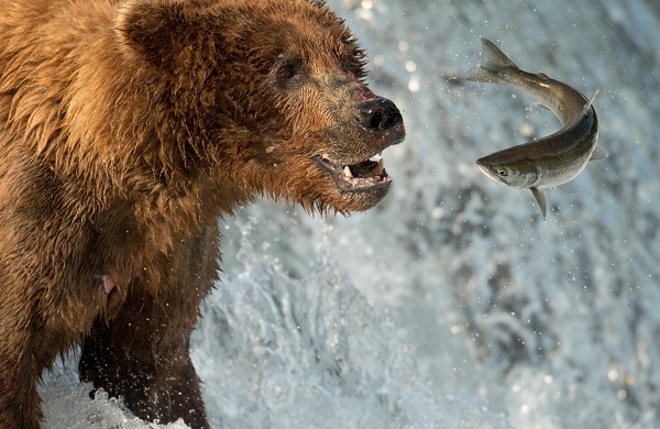 Bear Catching Salmon