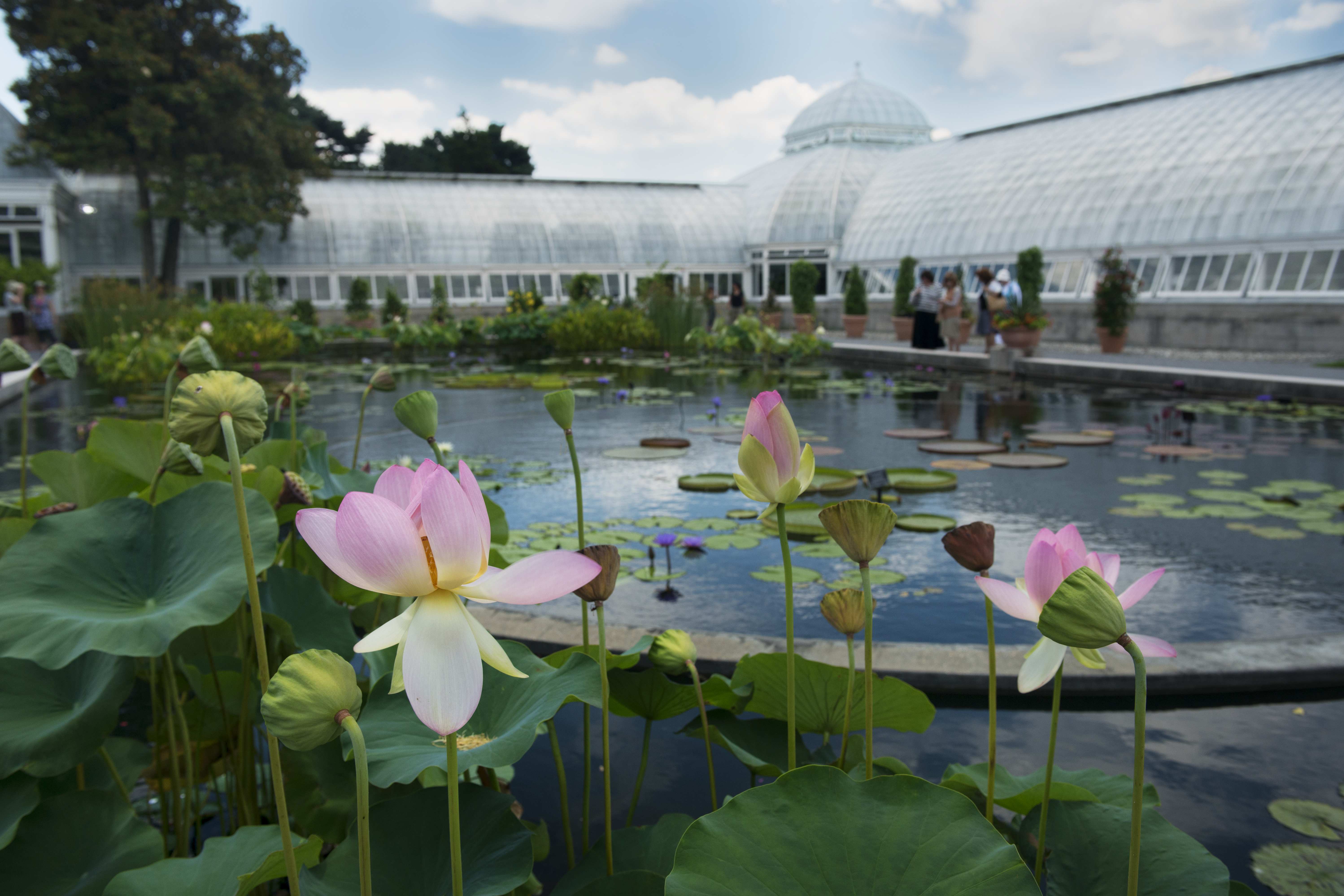 New York Botanical Gardens