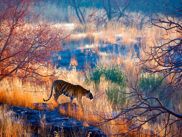 Tiger India