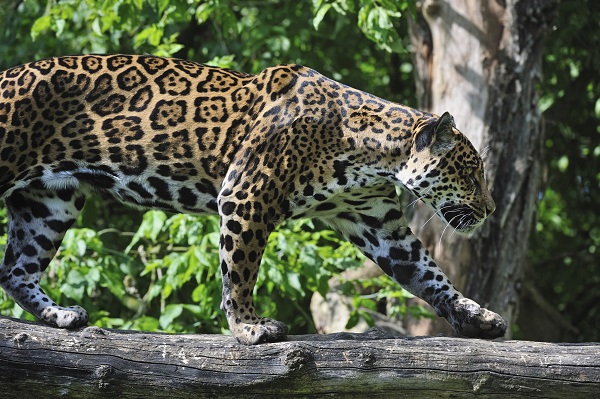 Jaguar