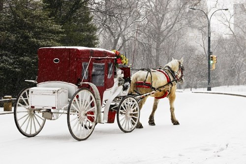 Horse and Cart Central Park