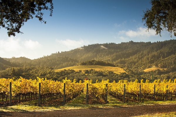Sonoma County Vineyard