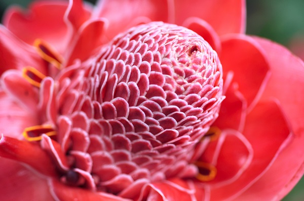 Torch Ginger