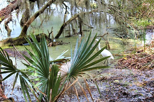 Chancery Lane Swamp