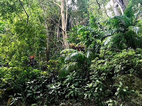 Welchman Hall Gully