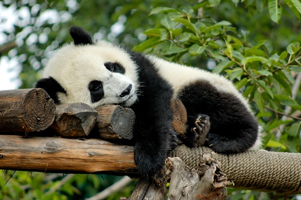 Panda resting in Chinese breeding centre