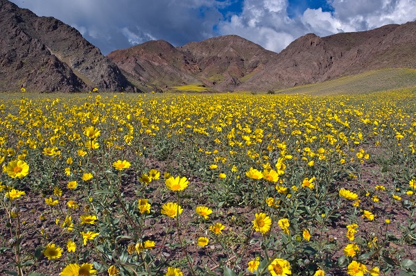 Death Valley In Bloom