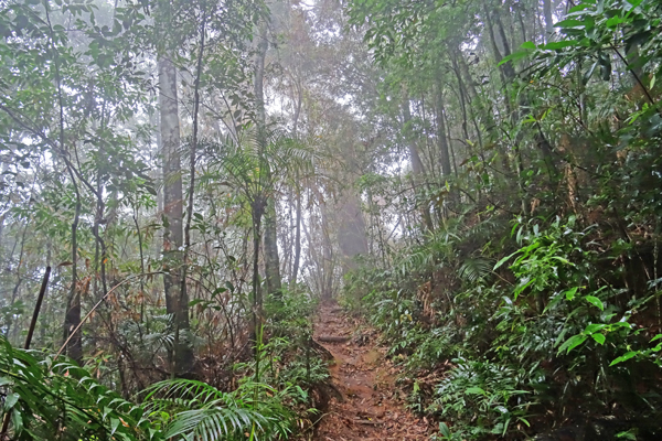 Tijuca Rainforest