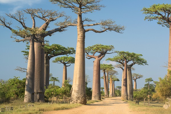 Avenue de Baobab Madgascar