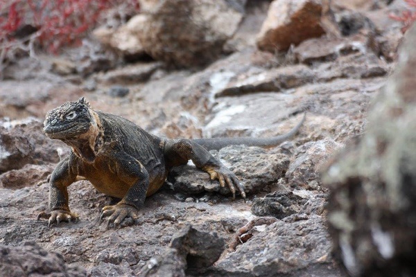 Marine Iguana