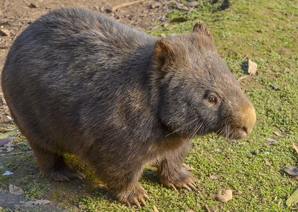 Hairy Nosed Wombat