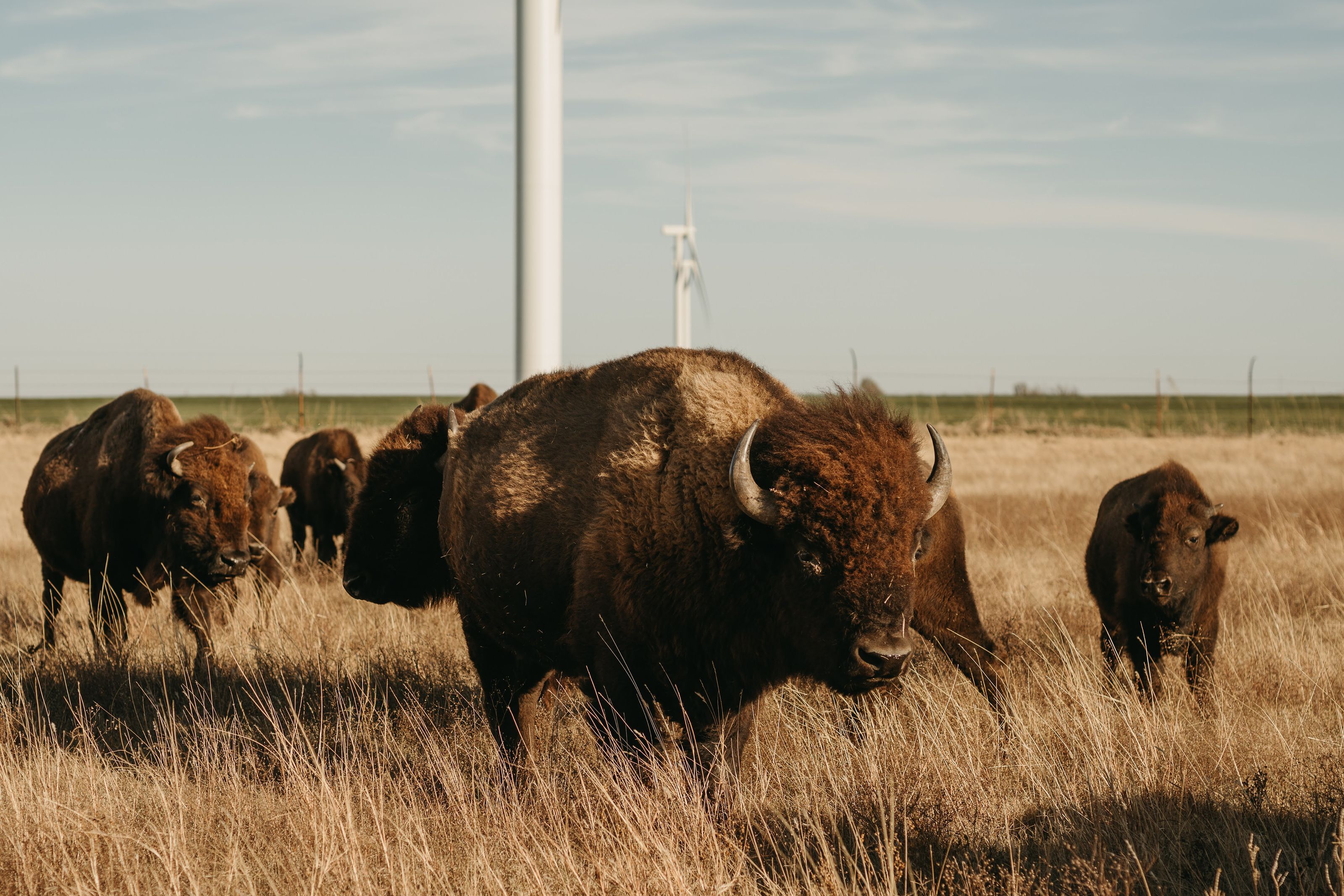 Bison Rnach Arrowhead Bison Ranch LLC | Made in Oklahoma