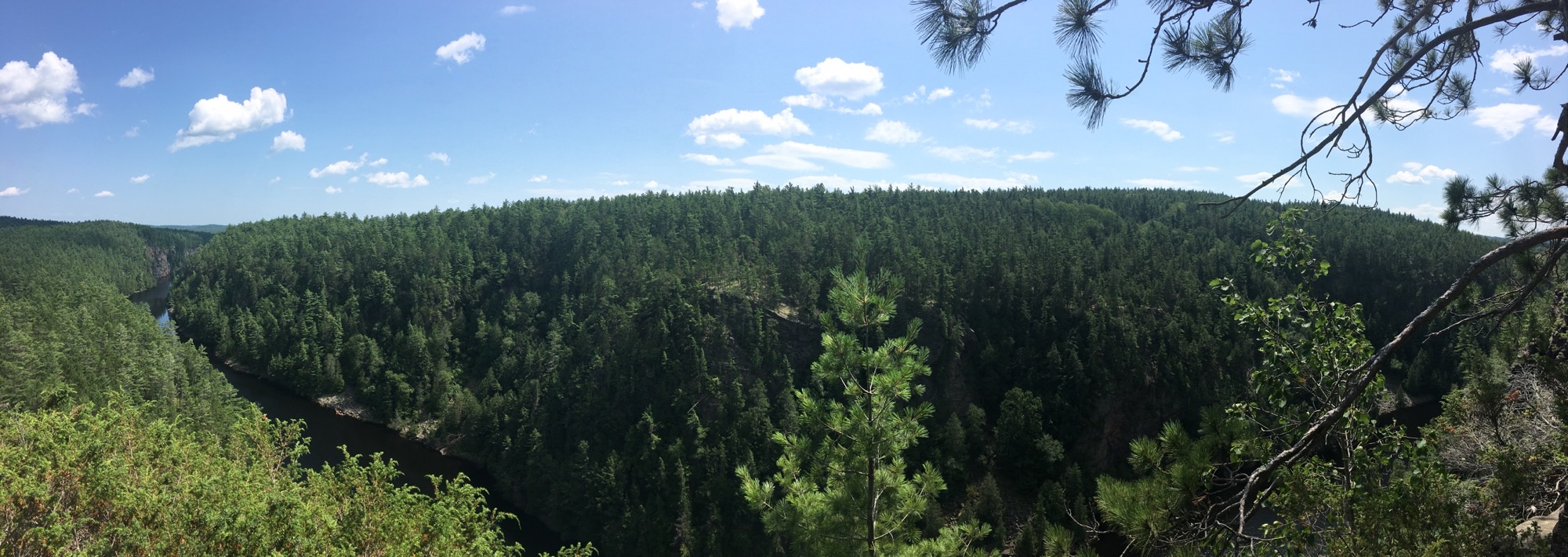 Forest trees in a landscape
