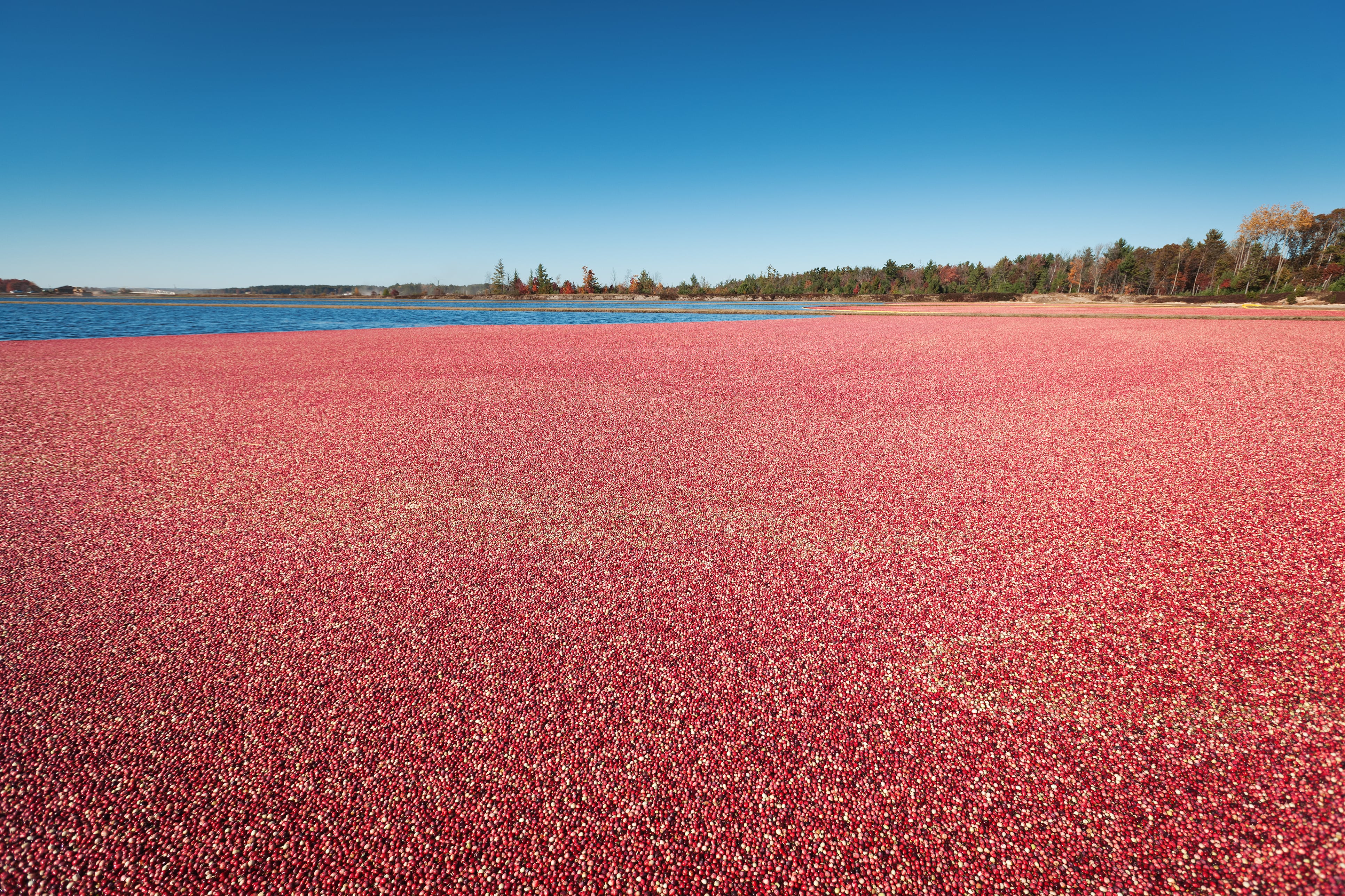 Cranberry marsh