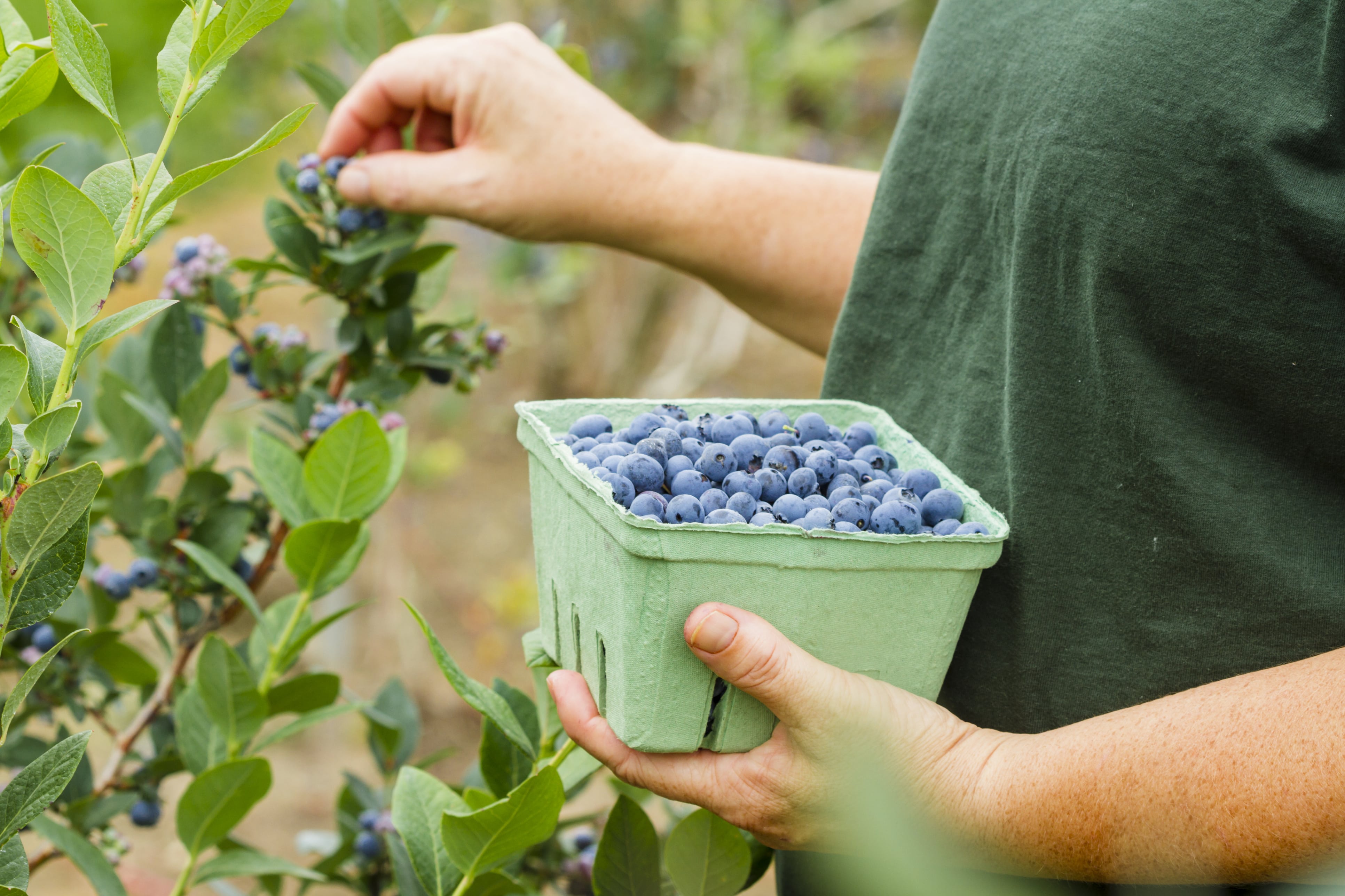 Person picking blueberries