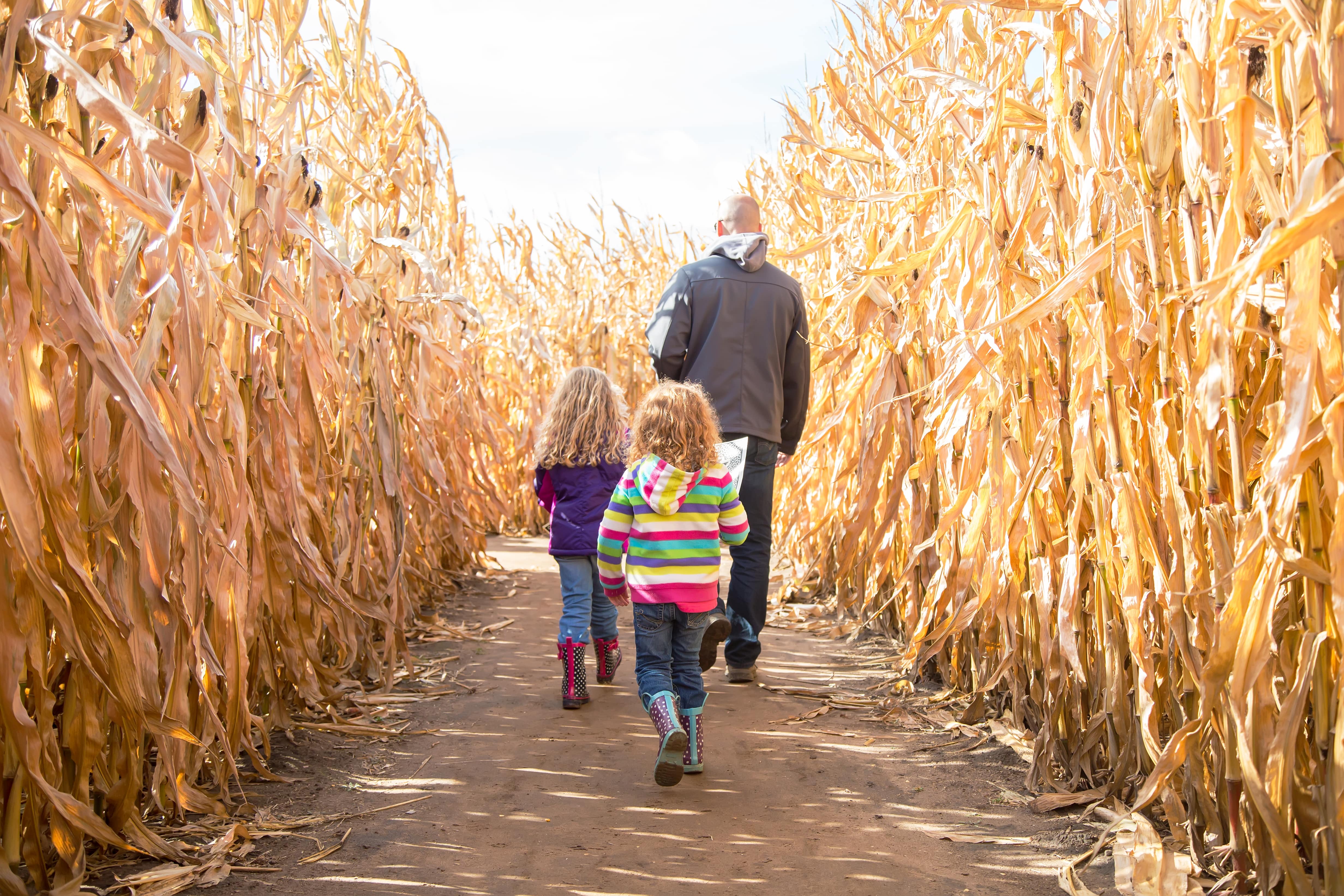 Father and children walking through corn maze