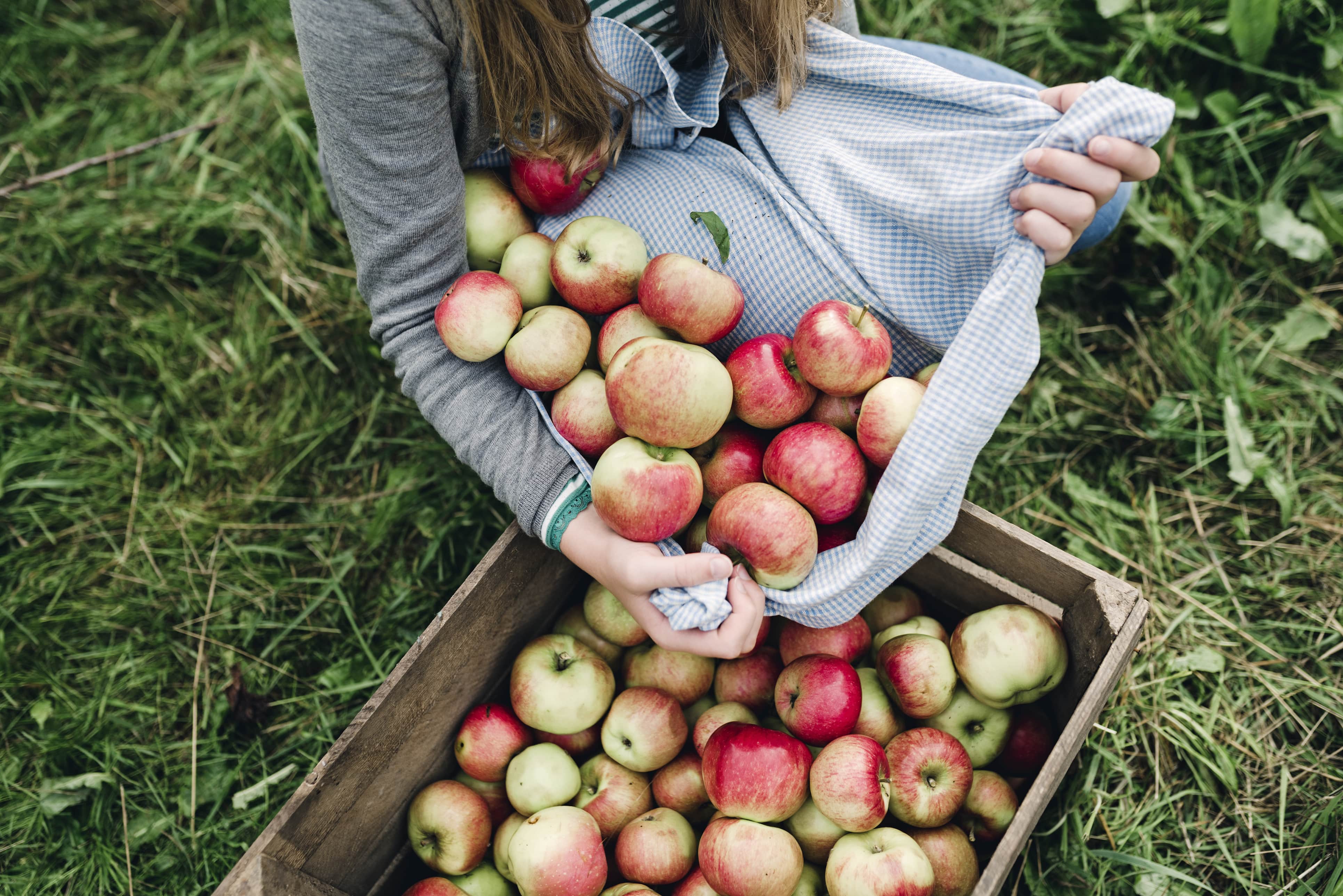Person holding fresh apples