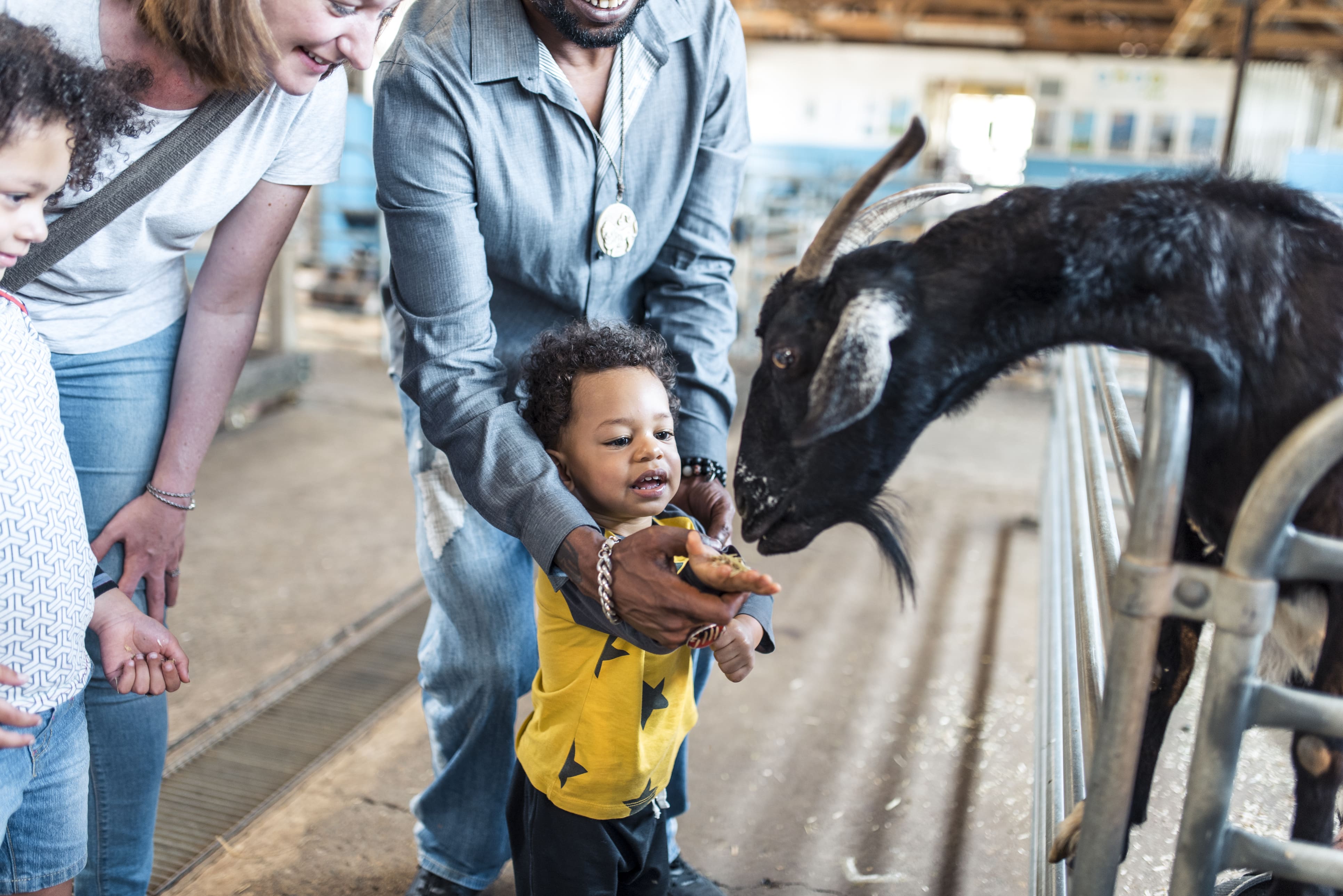 Young boy feeding a goat