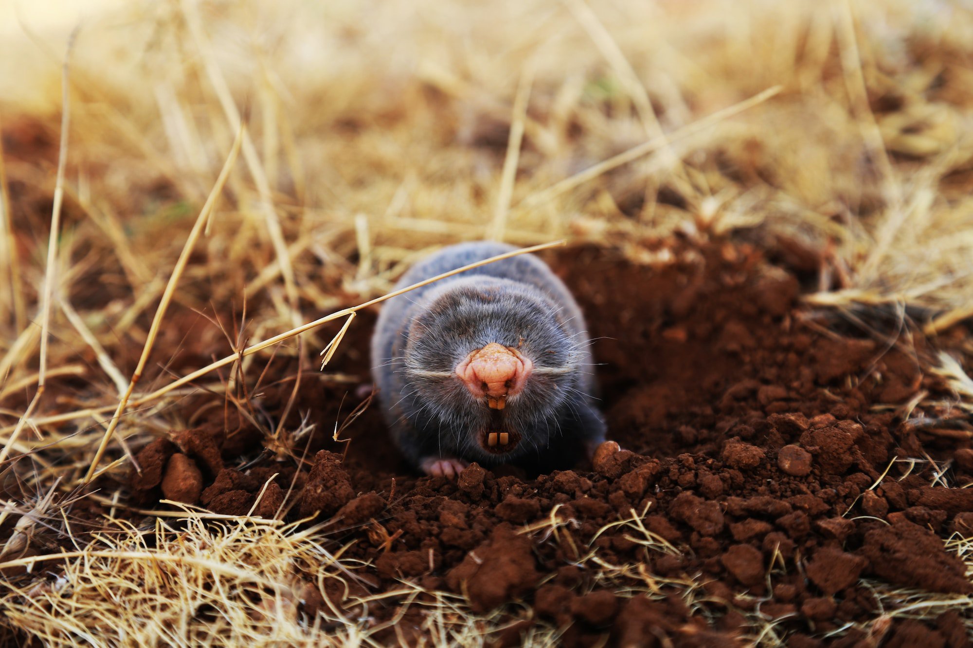 Are Moles Active In The Winter?