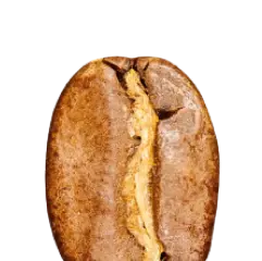 Coffee Bean Anatomy: A Scientific Guide