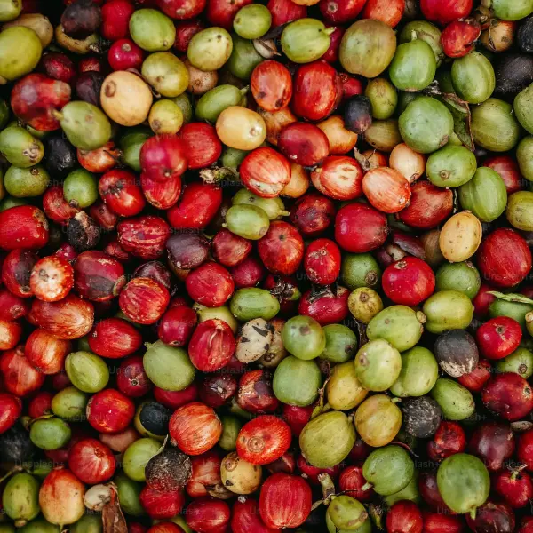 Choosing Quality Green Coffee Beans Master the Art