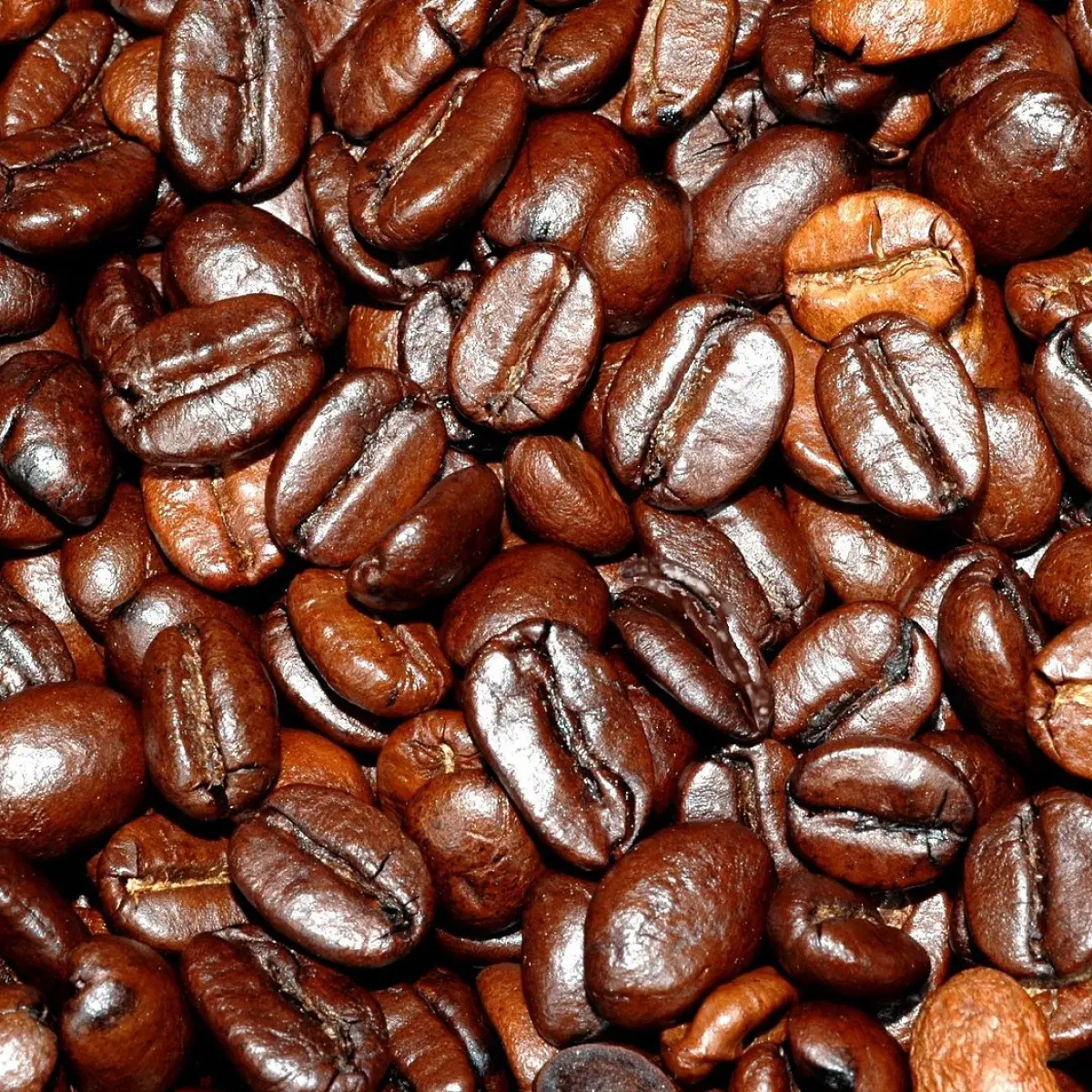 Oily Coffee Beans Understanding the Role of Oils in Coffee Flavor